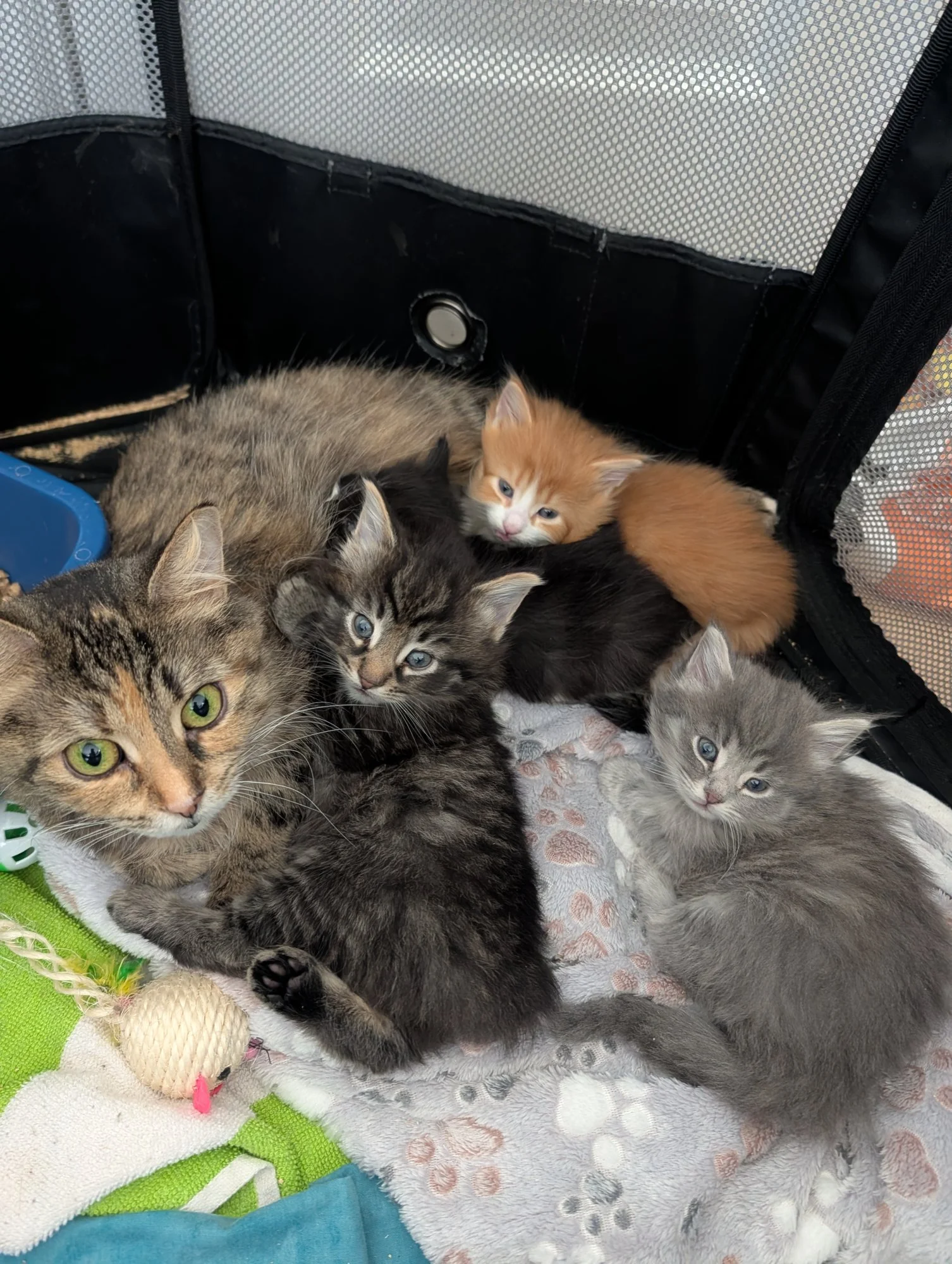 A tabby foster mother cat rests in a carrier surrounded by four kittens on a soft blanket.