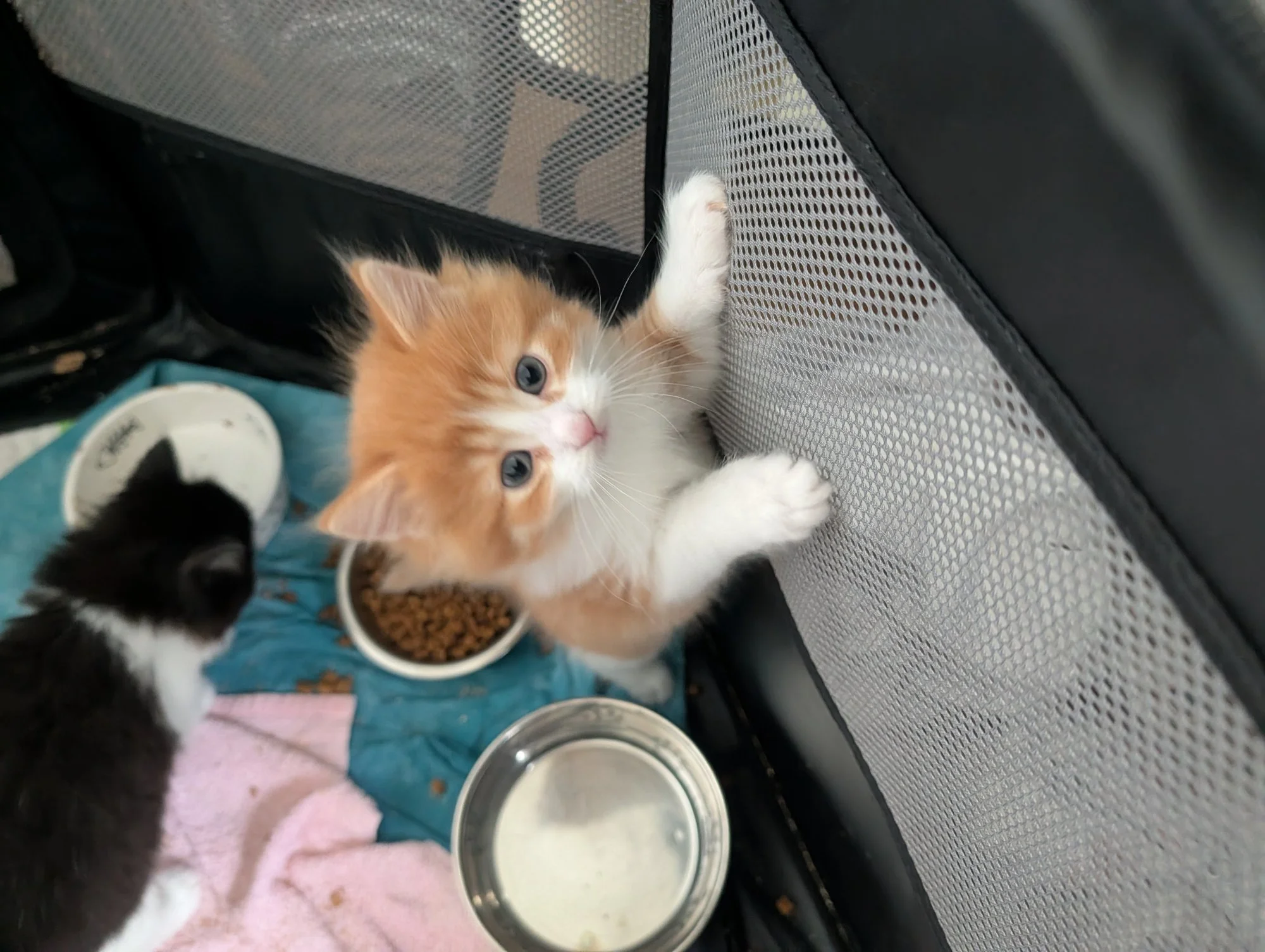 A ginger and white kitten stretches up on its hind legs against the mesh wall of a foster enclosure, food and water bowls nearby.