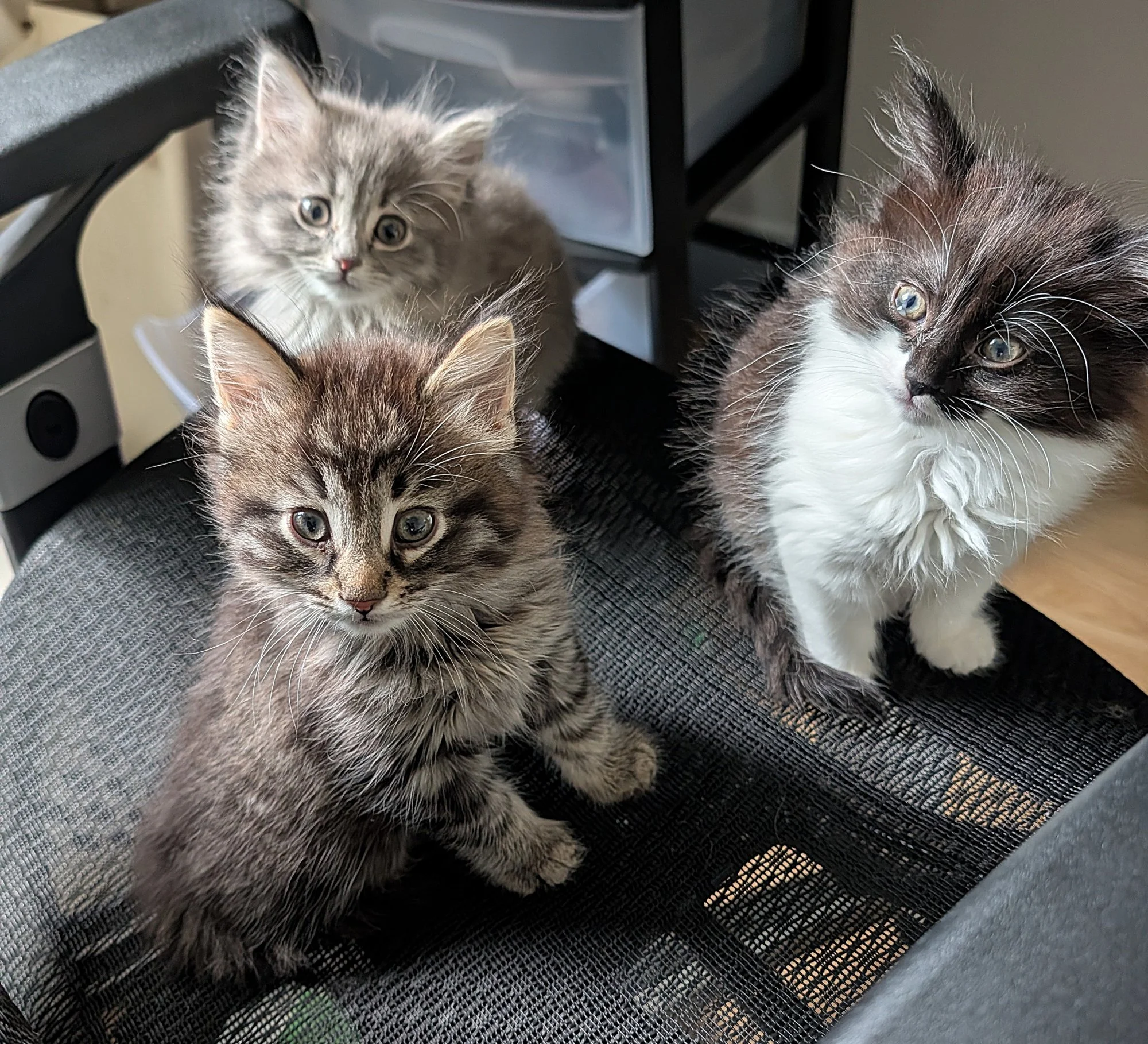 Three foster kittens sit together on a chair, watching the camera.