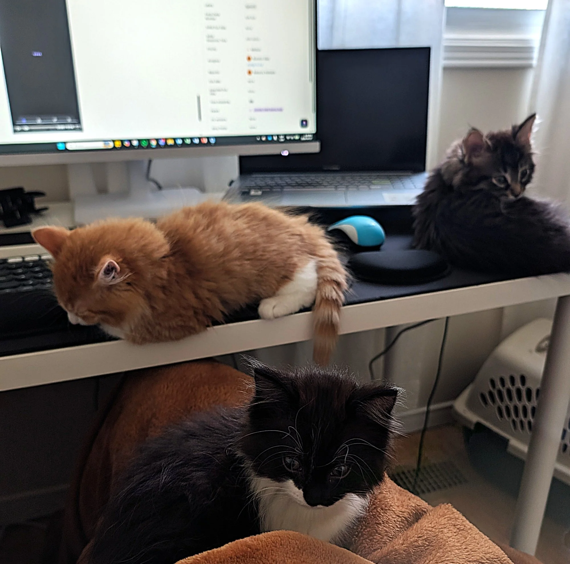 Two foster kittens, one ginger and one dark tabby, perch on a desk beside a computer keyboard and monitor.