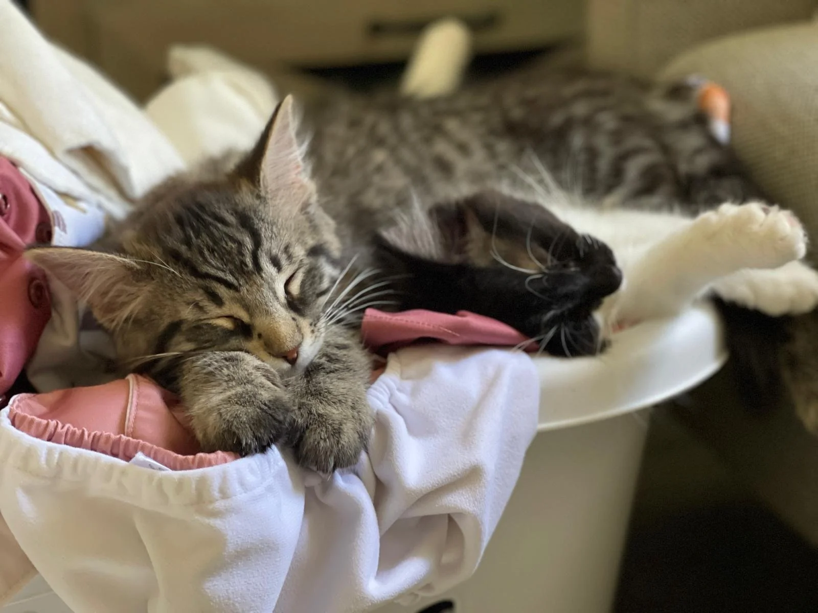 Two foster kittens curl up asleep together in a laundry basket.