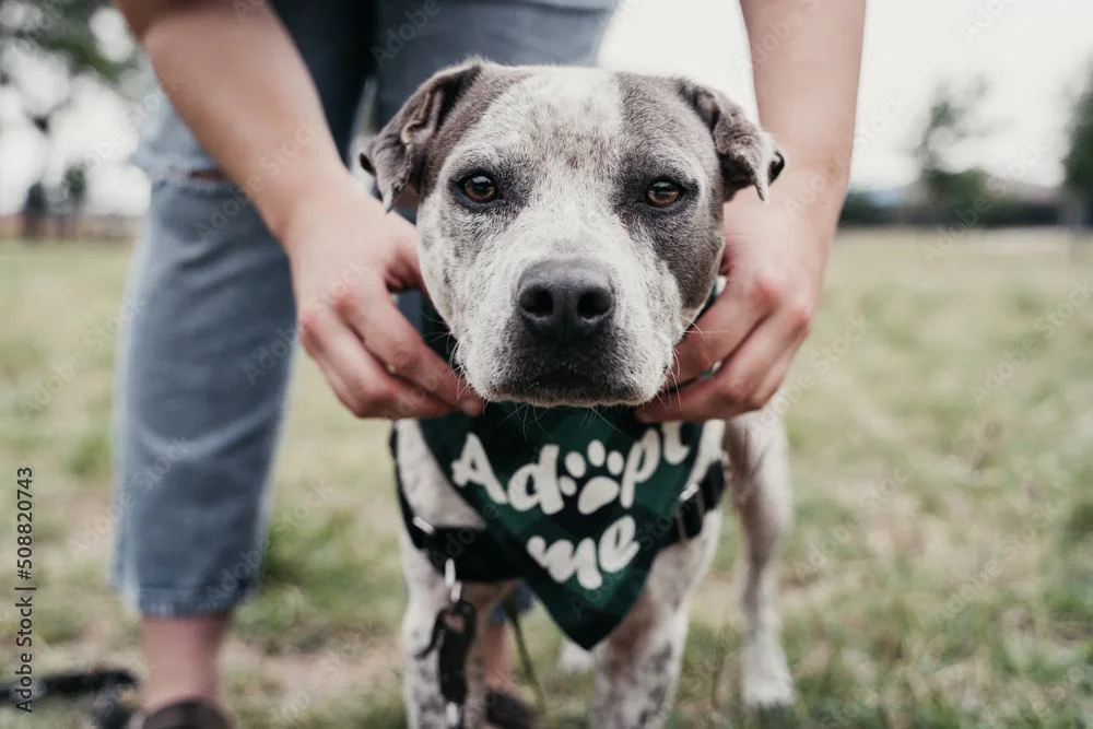Dog with adopt me bandana