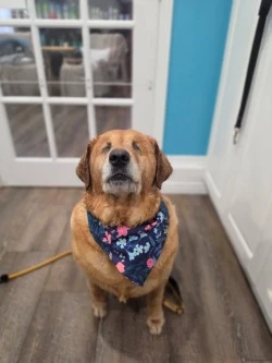 Angel wearing a bandana, sitting indoors after her medical care