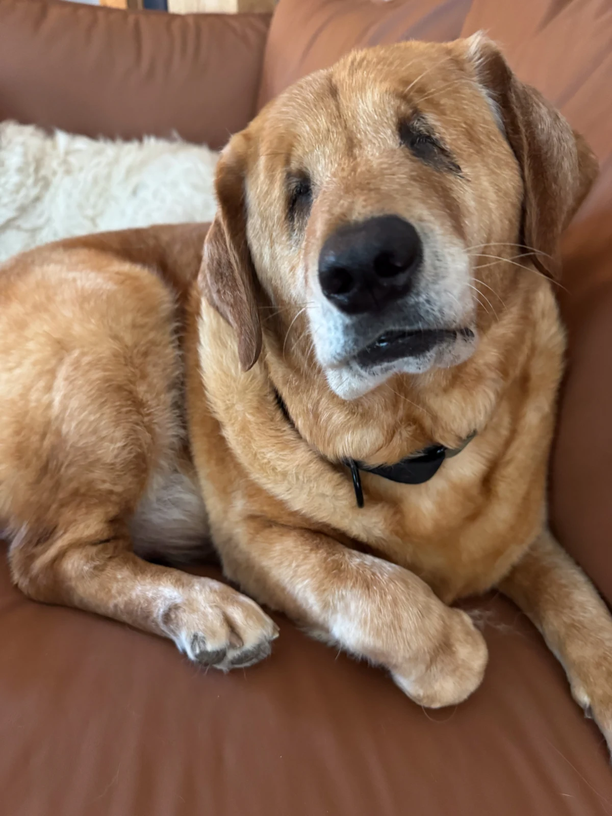 Angel, a blind senior dog, resting after finding her forever home