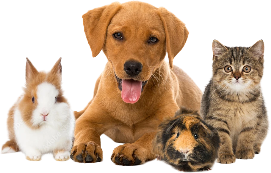 A rabbit, puppy, guinea pig and kitten together