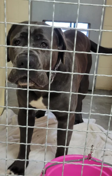A large dog looking out through the wire mesh of a kennel at NHS's current shelter