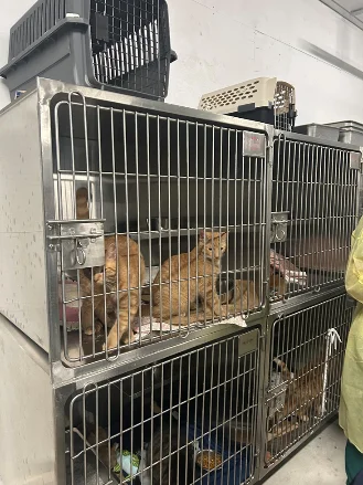 Stacked cat cages in NHS's overcrowded cat isolation area