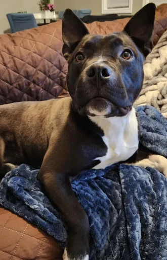 Dog on a blanket 