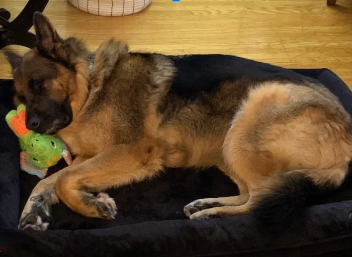 German Shepherd dog 