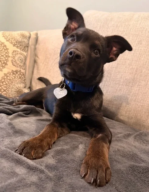 Puppy 